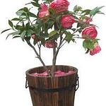 Designer Flower Pot