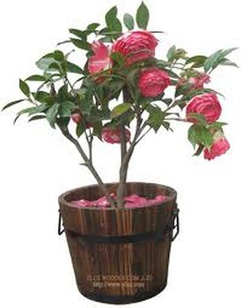 Designer Flower Pot