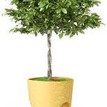 Designer Flower Pot