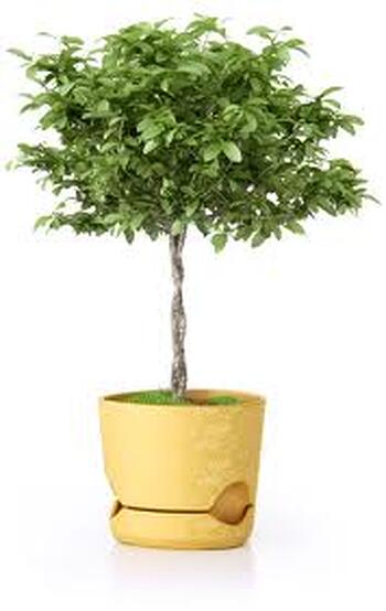 Designer Flower Pot