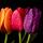 Tulip